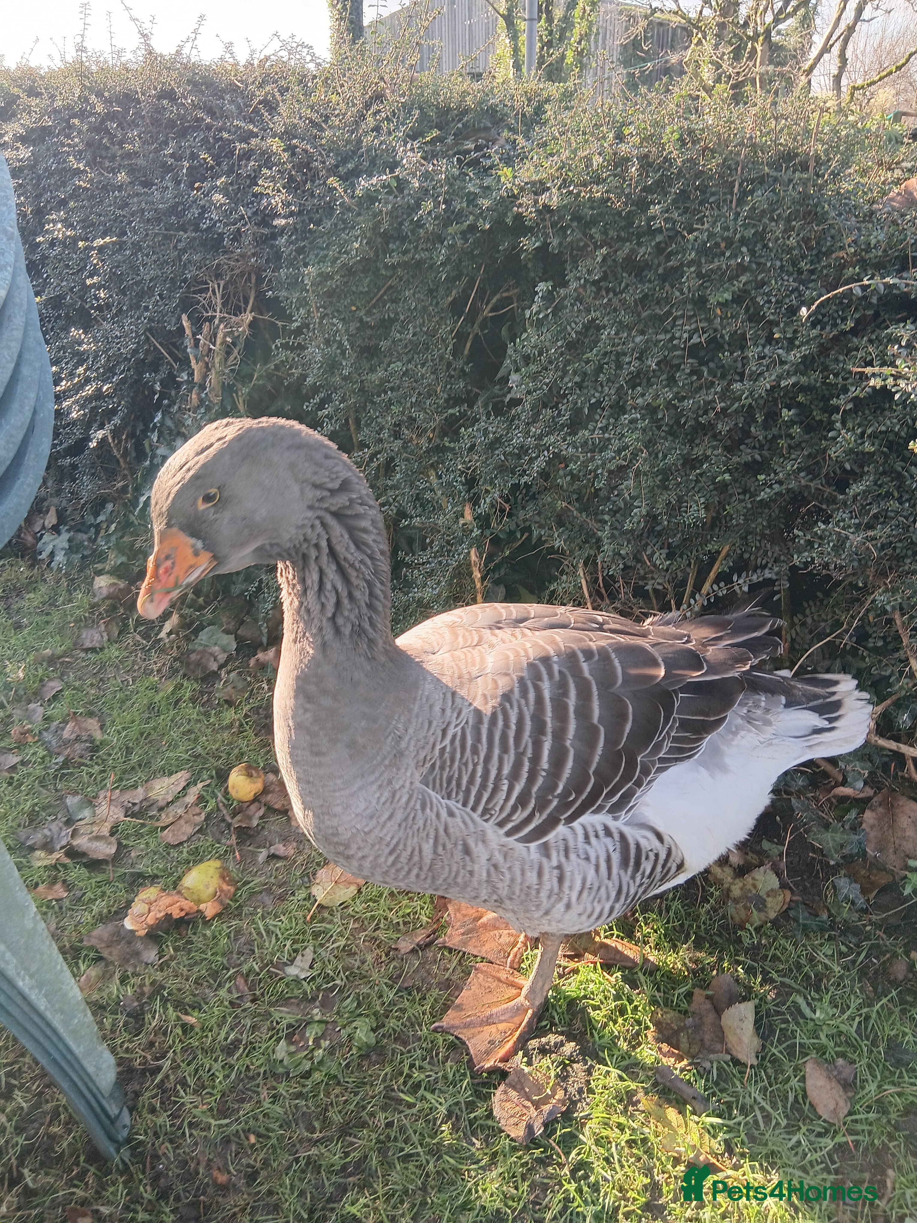Geese poultry Exhibition Dewlap Toulouse gander  - Advert 1