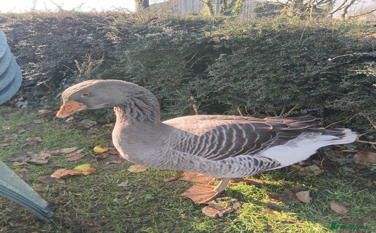 Geese poultry Exhibition Dewlap Toulouse gander - Advert 1