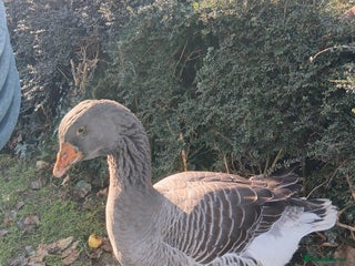 Geese poultry Exhibition Dewlap Toulouse gander - Advert 1