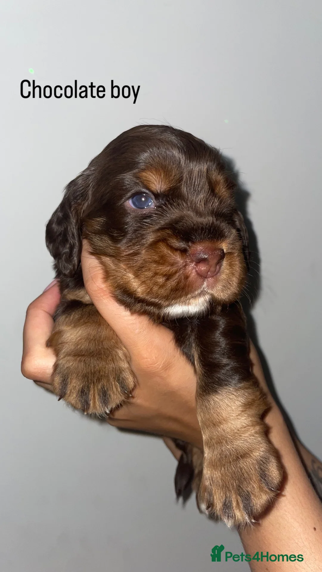 Cocker Spaniel dogs for sale: Beautiful show English cocker spaniels  - Advert 1