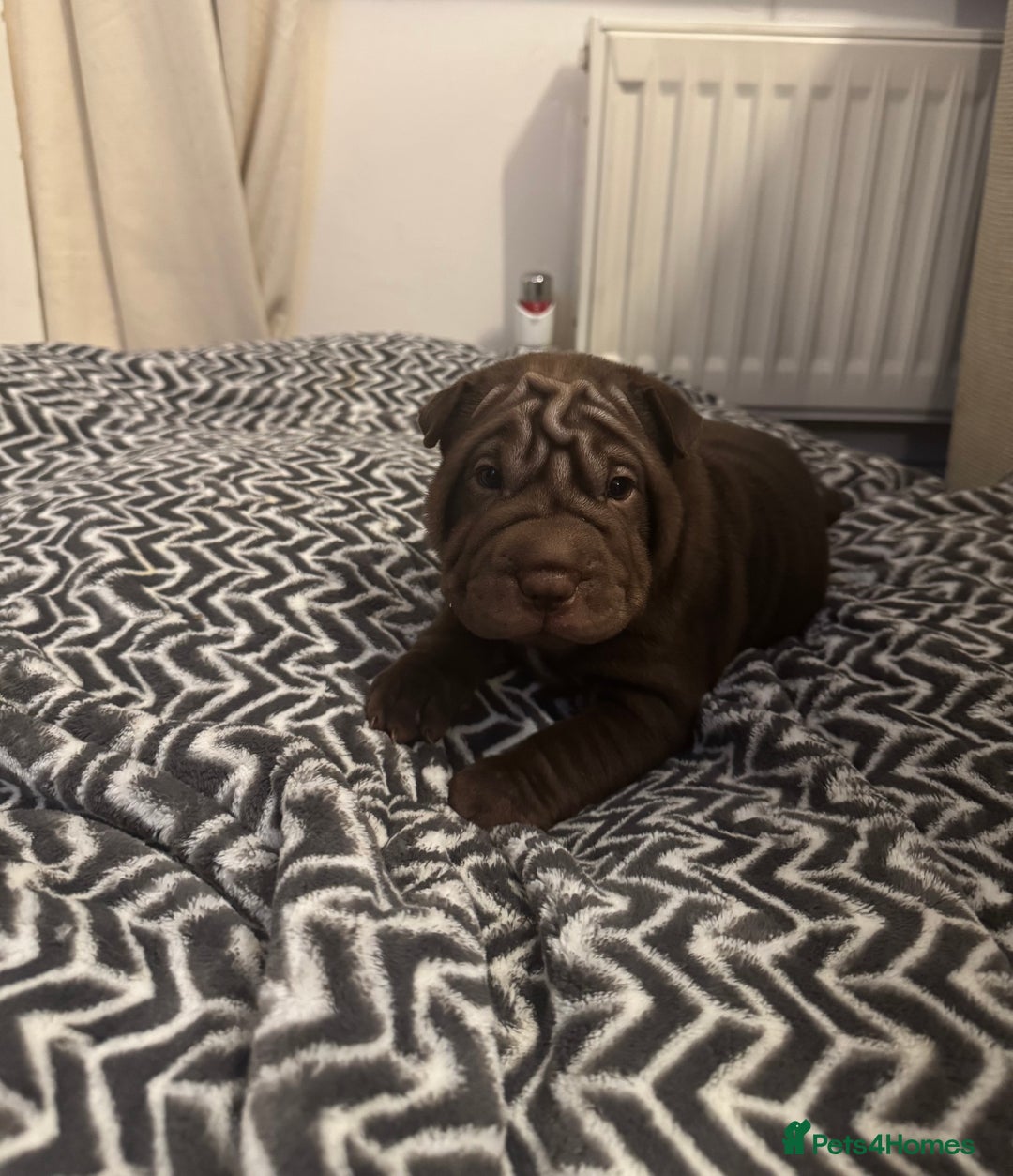 Shar Pei dogs for sale: Sharpei Puppies available  - Image 9