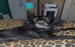 Springador dogs for sale: 🐾 Playful F1B Springador Puppy Needs A Home🐾 - Image 3