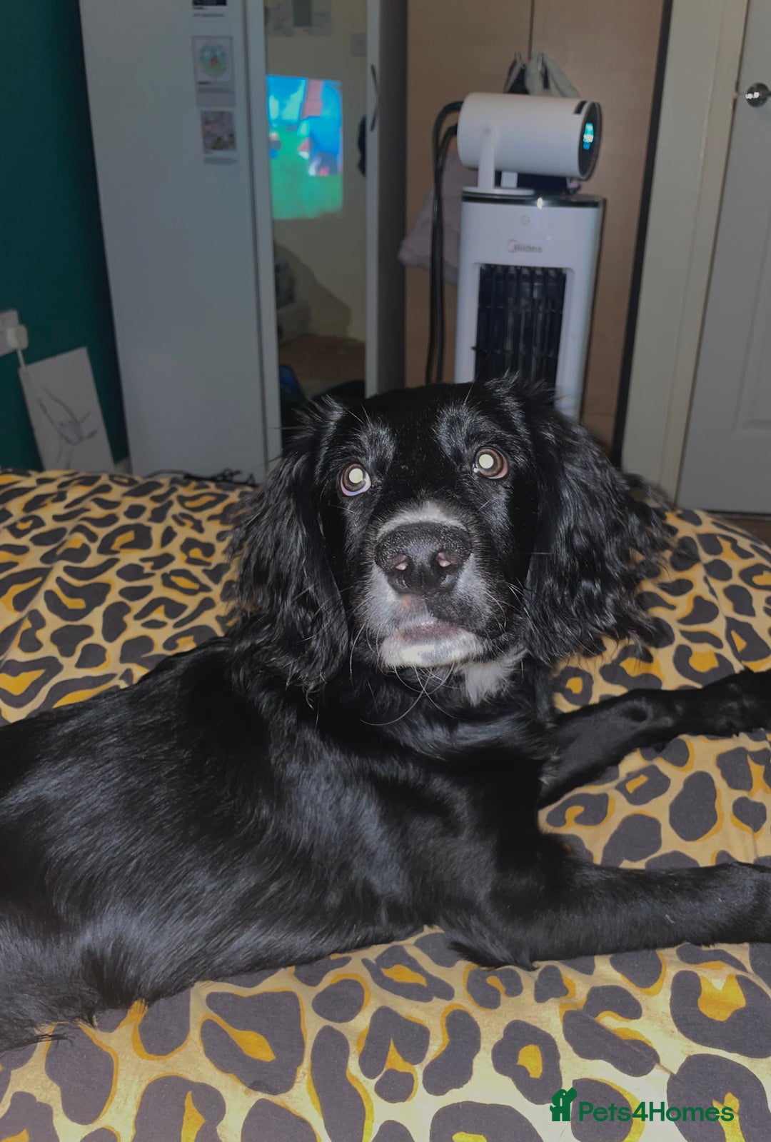 Springador dogs for sale: 🐾 Playful F1B Springador Puppy Needs A Home🐾 - Image 3