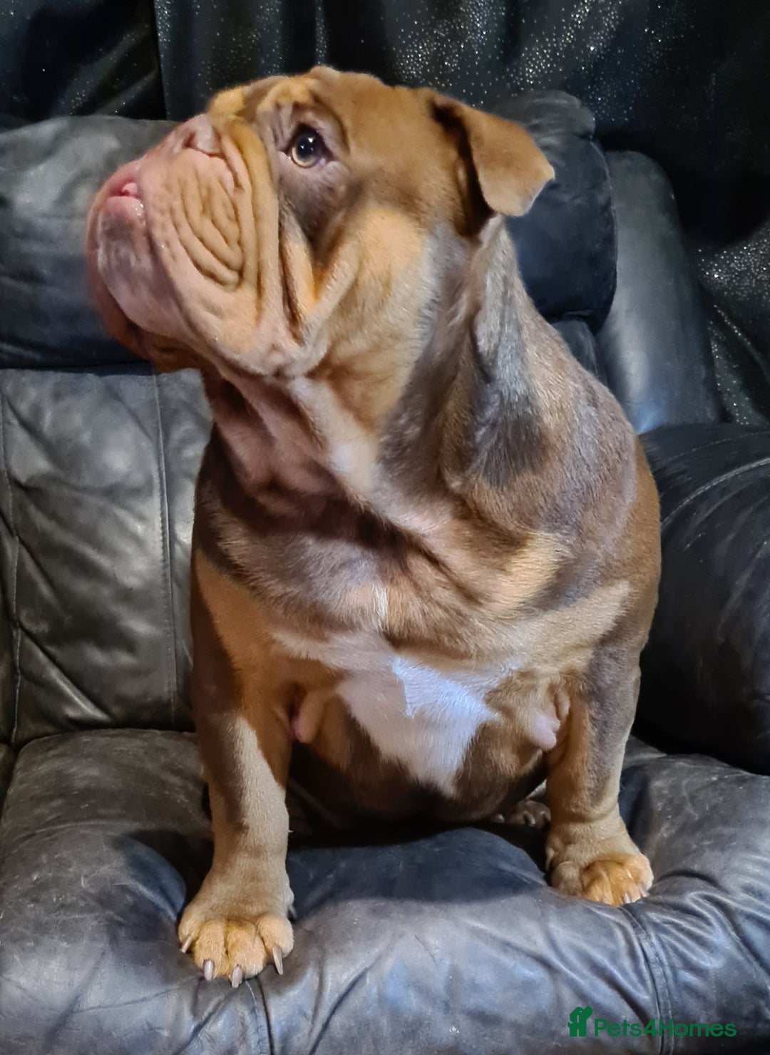 English Bulldog dogs for stud: Dog for stud in Dagenham - Advert 18
