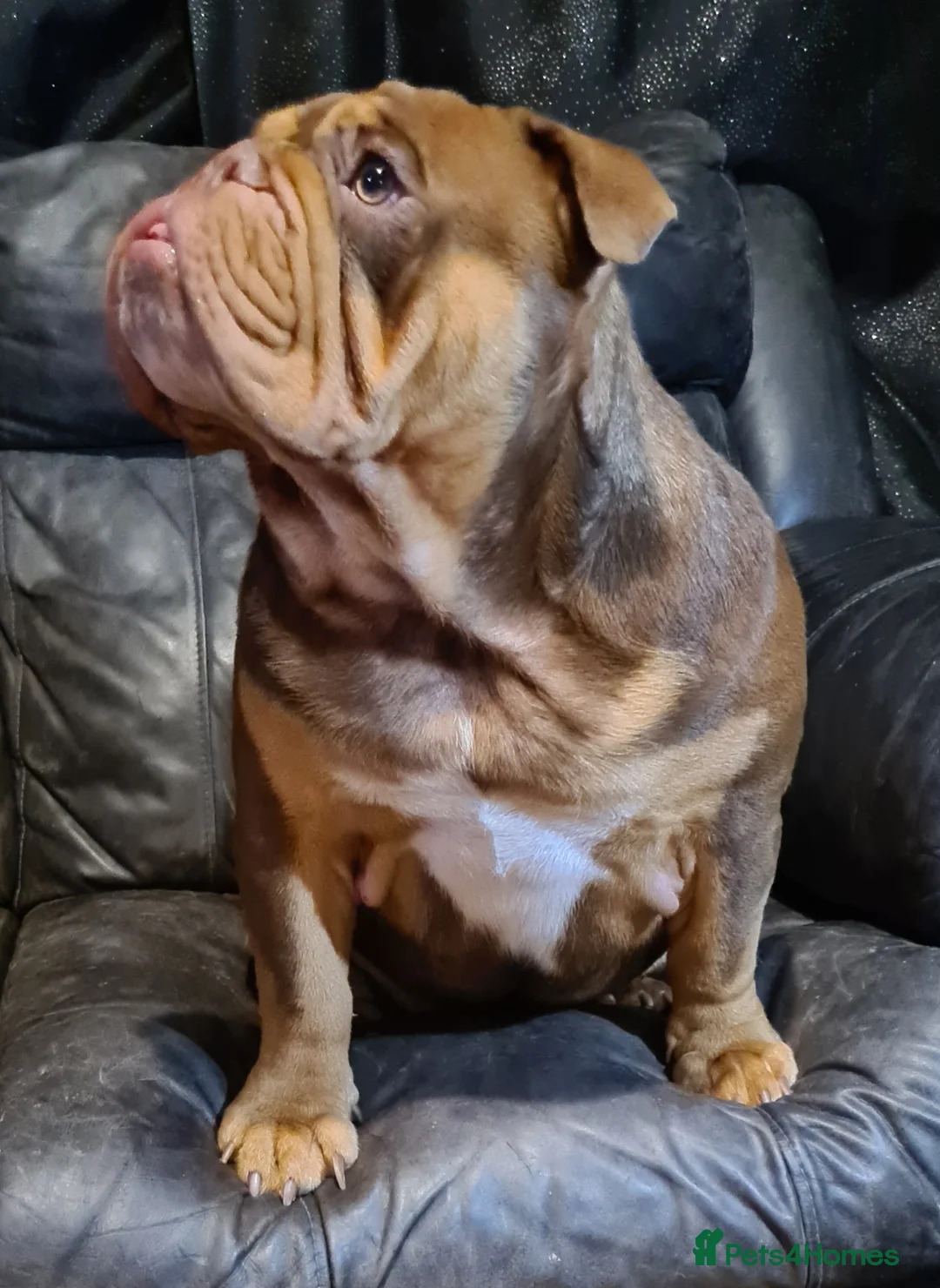 English Bulldog dogs for stud: Dog for stud in Dagenham - Advert 18