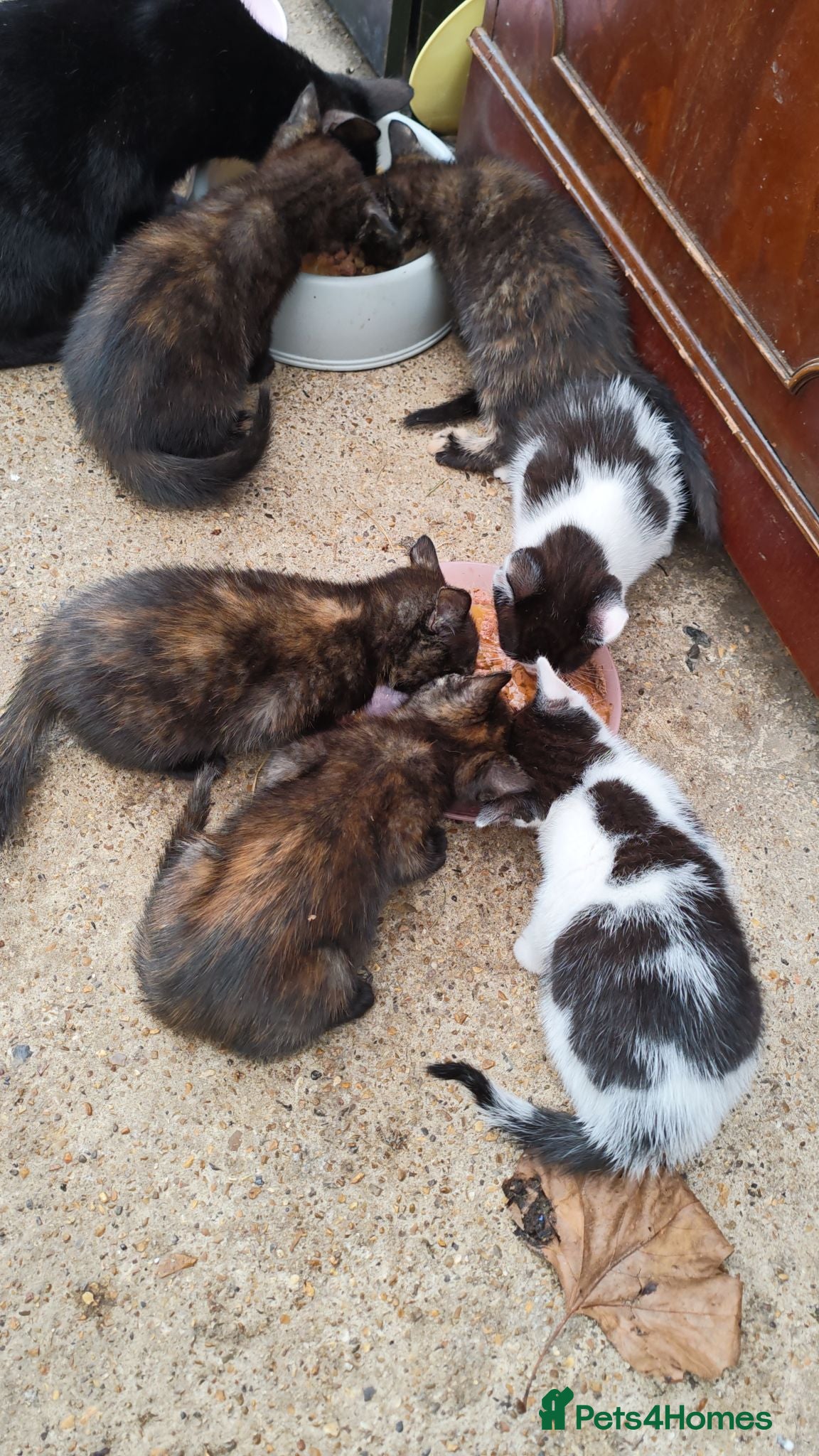 Domestic Shorthair cats Sale cat - Advert 3