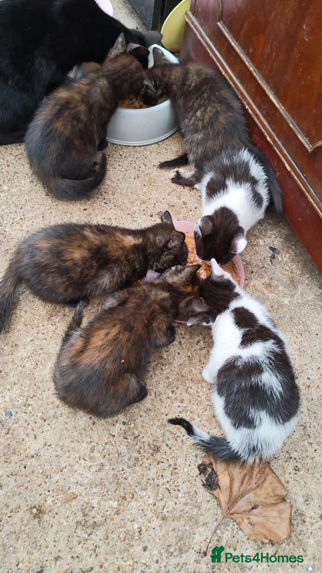 Domestic Shorthair cats for sale: Sale cat in Feltham - Advert 1