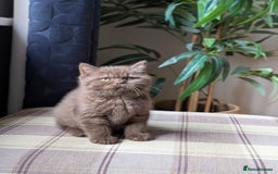 British Shorthair cats for sale: GCCF Champion bred British shorthair  - Image 7
