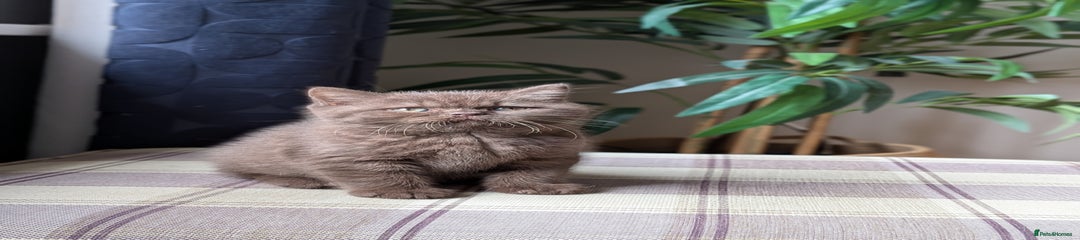 British Shorthair Kitten 2