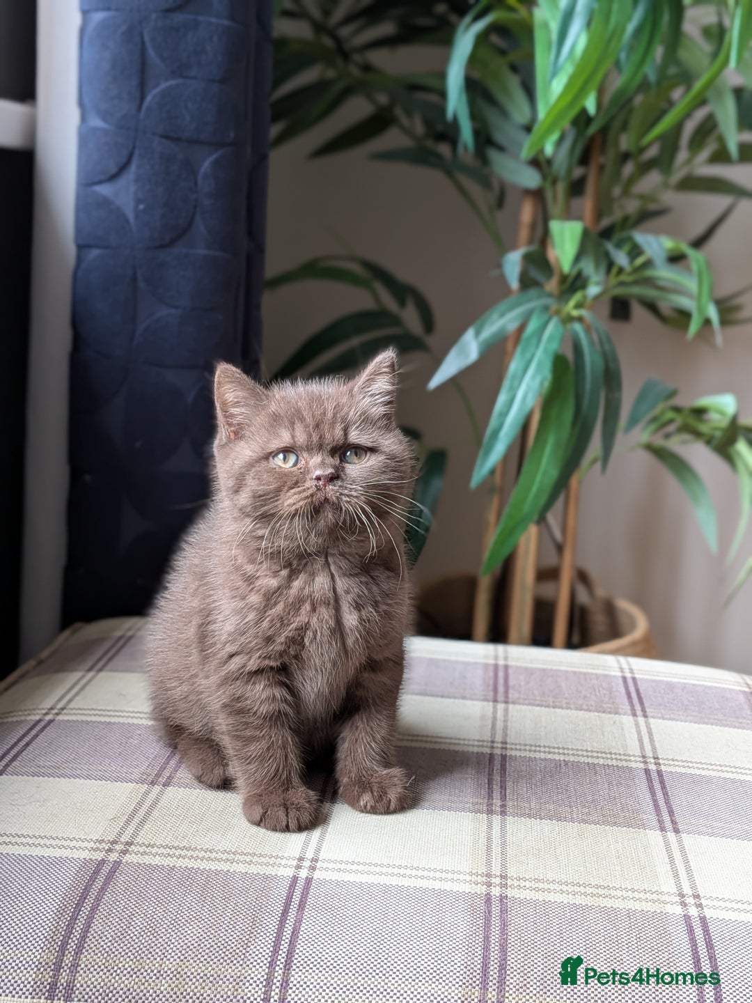 British Shorthair cats for sale: GCCF Champion bred British shorthair  - Image 7