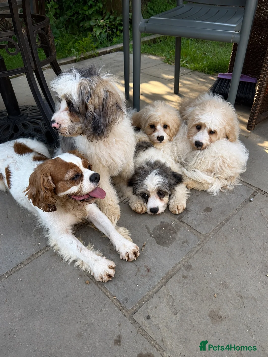 Cavapoo dogs for sale: 4 adorable cavapoo puppies - Advert 1