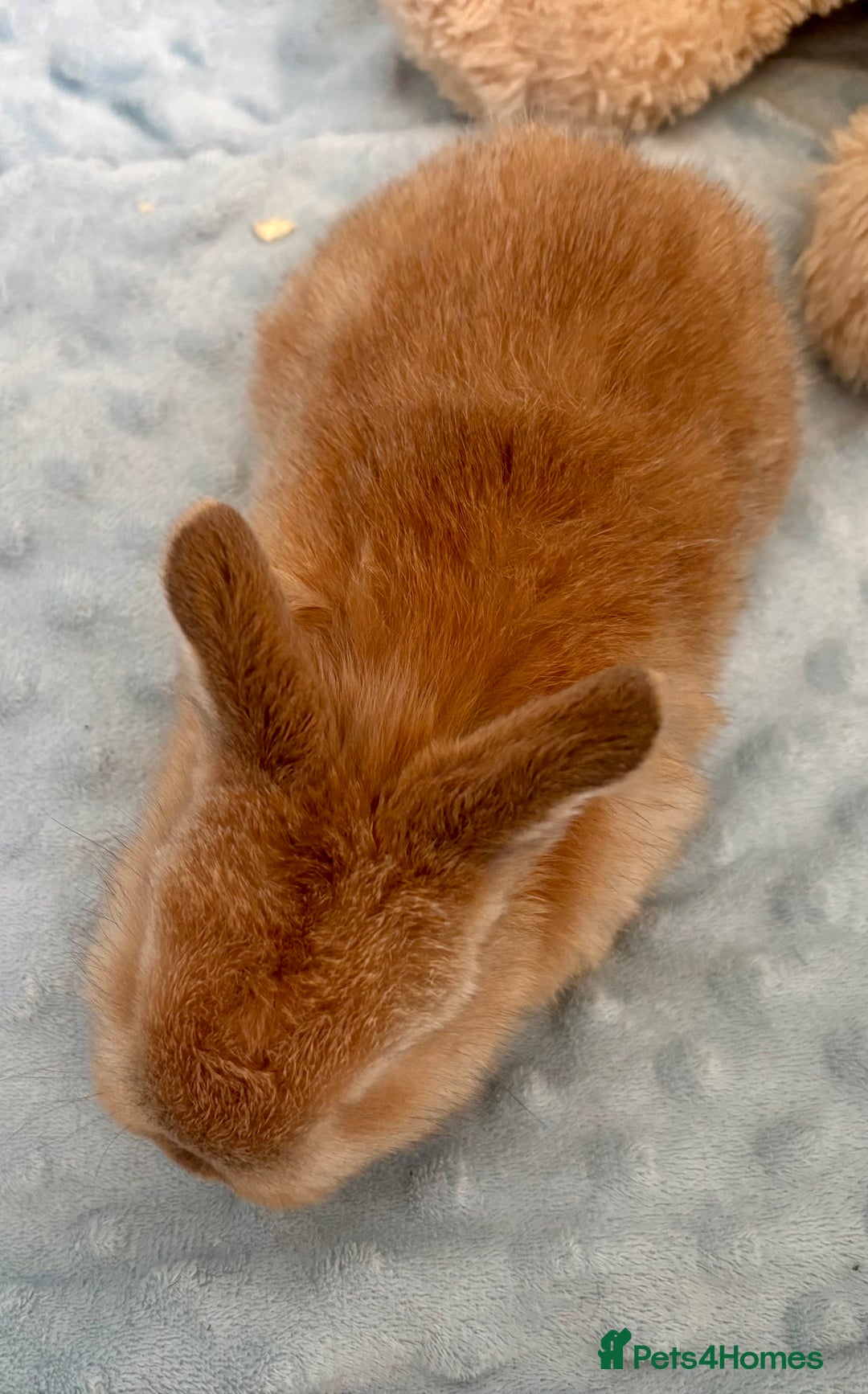 Mini Lop rabbits for sale: Beautiful Mini Lop Baby Bunnies 🐰 - Advert 6