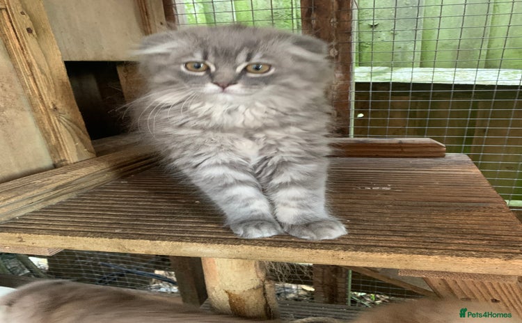 Scottish Fold cats - Advert 2