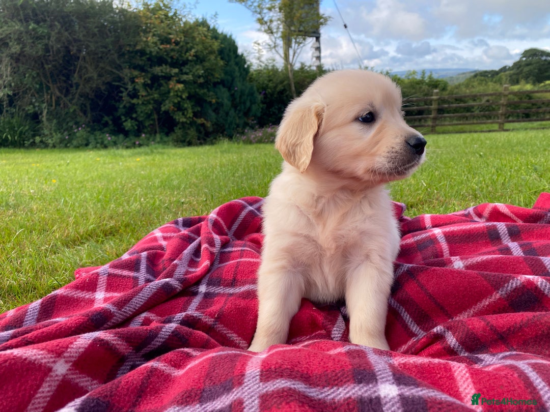 Golden Retriever dogs for sale: ⭐️ Beautiful Golden Retriver Puppies ⭐️ - Image 5