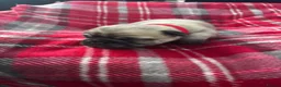 Pug dogs for sale: Beautiful Pug Puppies for Sale - Advert 33