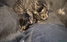 Ragdoll cats for sale: Mixed Ragdoll Kitten - Image 7