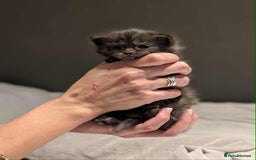 Maine Coon cats for sale: Maine Coon crossed Ragdoll kittens - Image 9