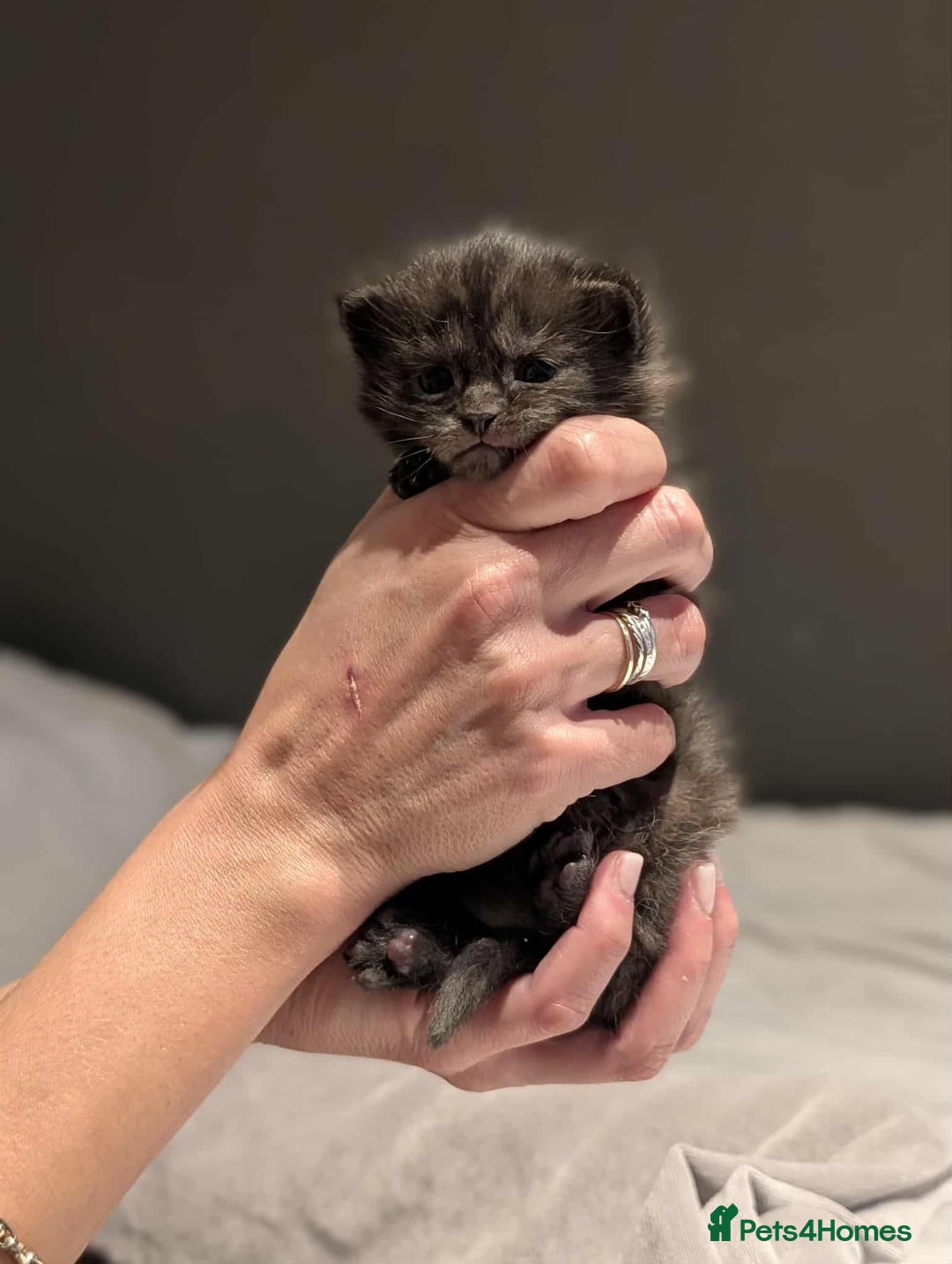 Maine Coon cats for sale: Maine Coon crossed Ragdoll kittens - Image 9
