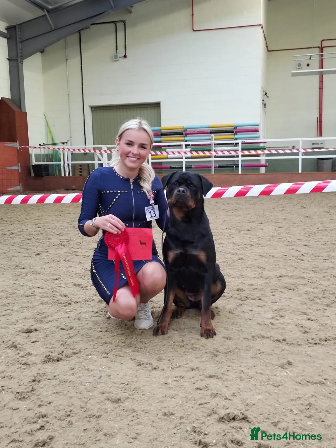 Rottweiler dogs for sale: Excellent Pedigree Dog Puppy - Advert 11