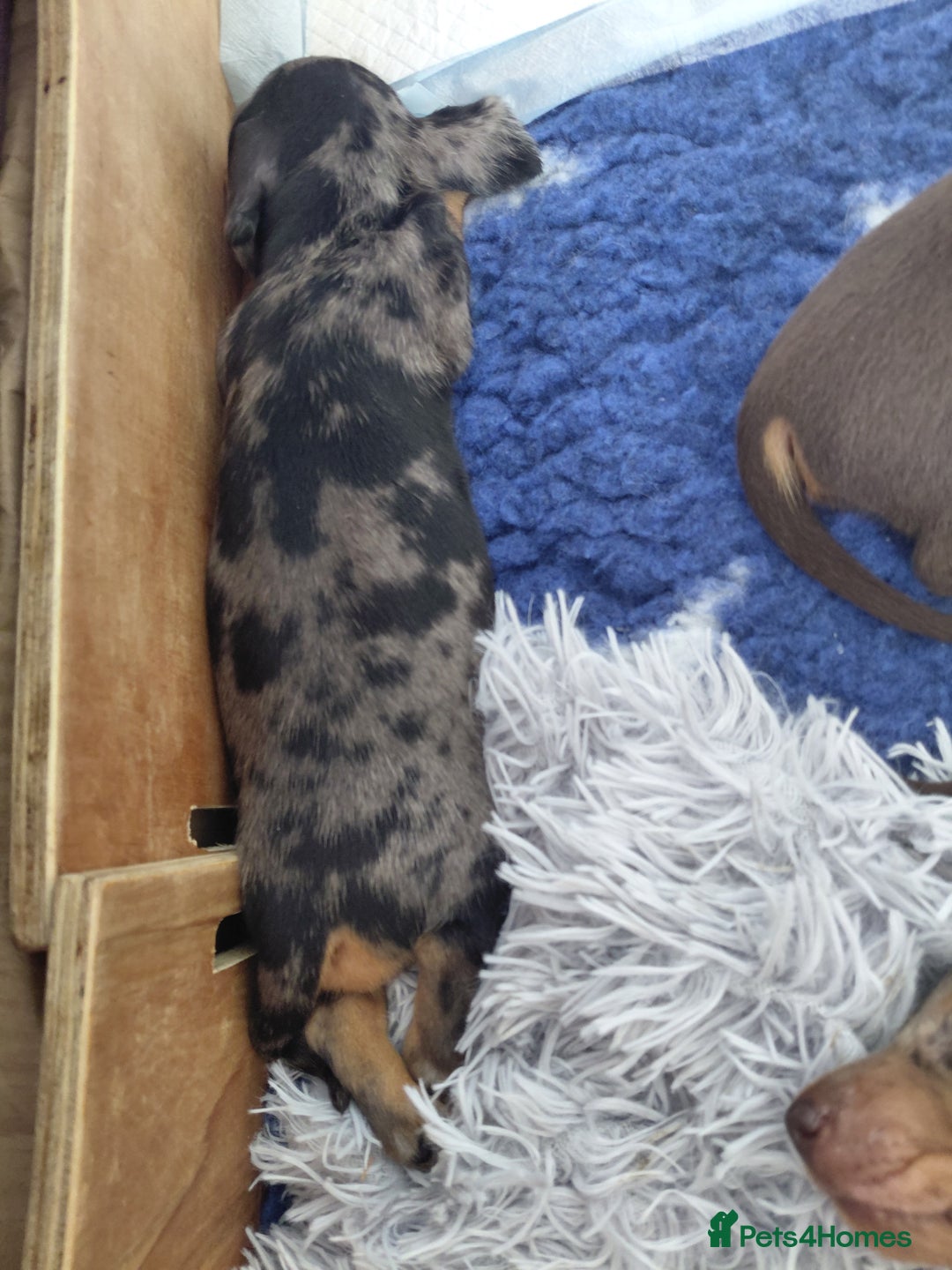 Dachshund dogs for sale: Miniature Daschund - Image 8