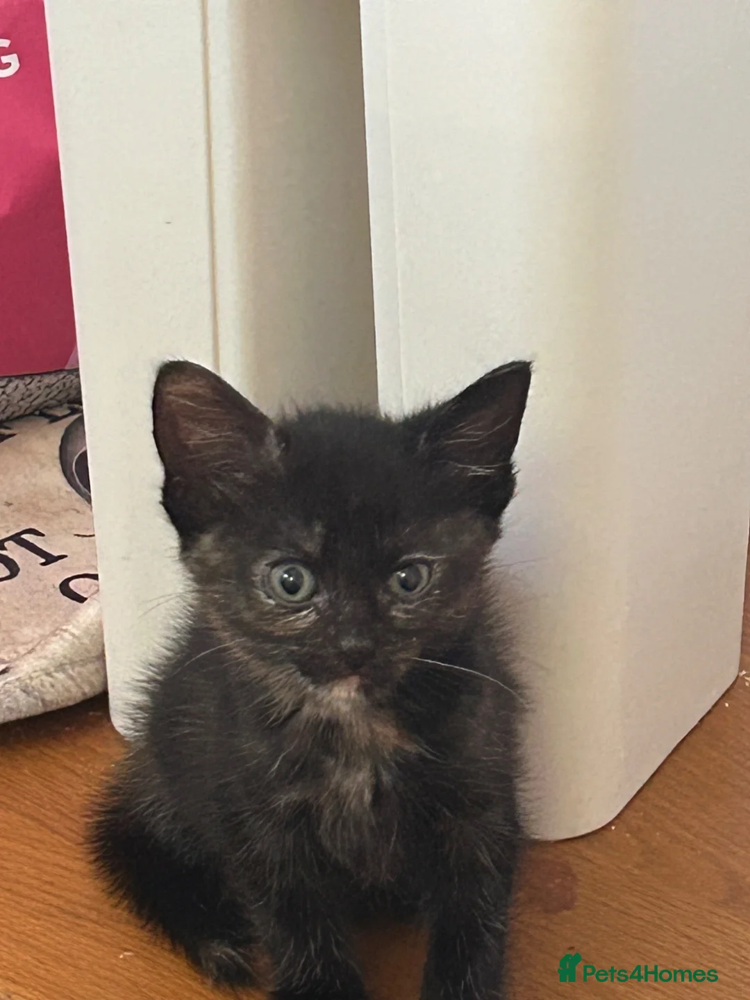 Mixed Breed cats for sale: Mixed breed shorthair kittens  - Advert 2