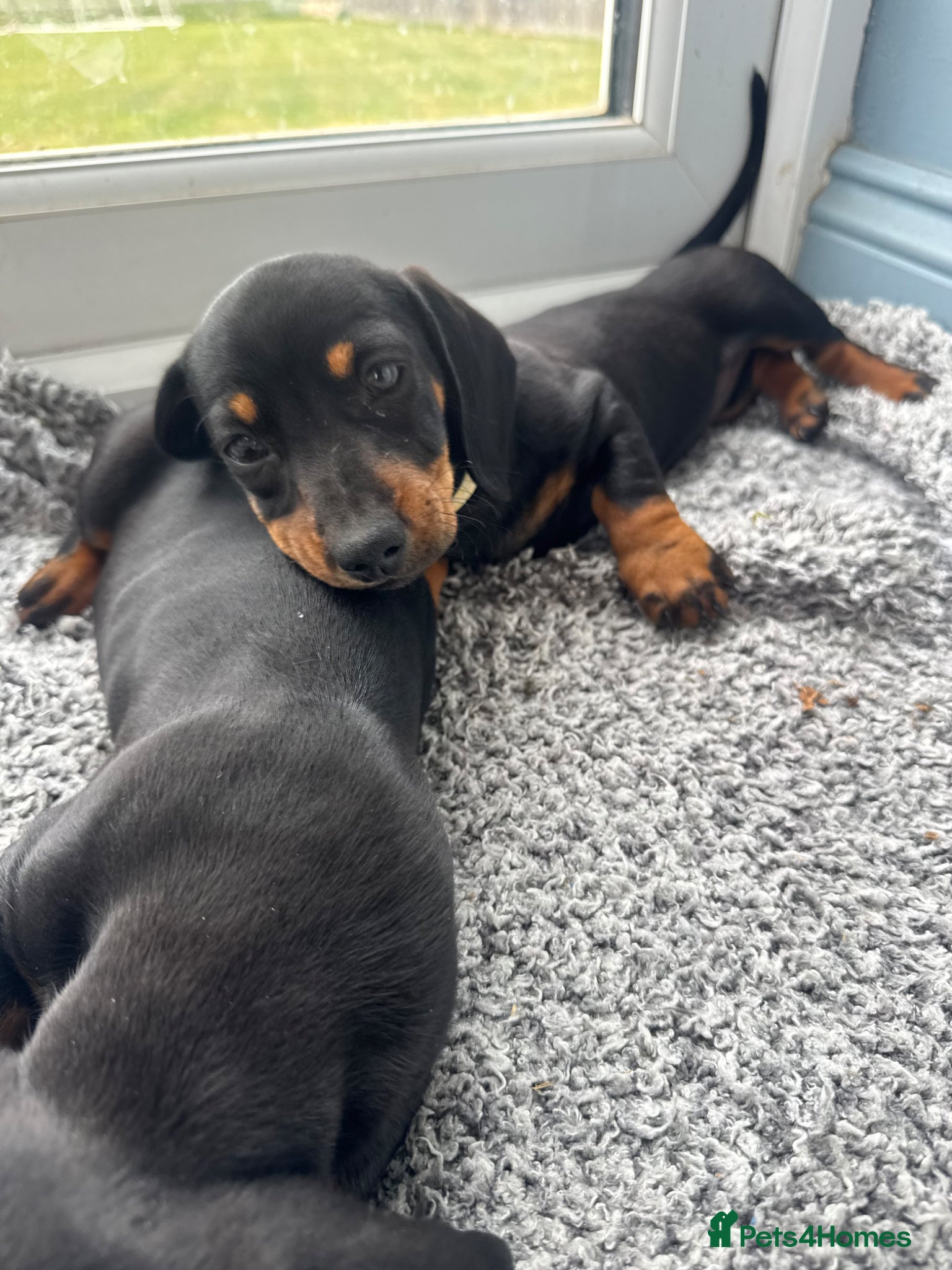 Miniature Dachshund dogs Gorgeous miniature dachshund puppies  - Advert 1