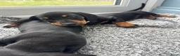 Miniature Dachshund dogs for sale: 1 Black and Tan girl left mini dachshund puppies  - Advert 1