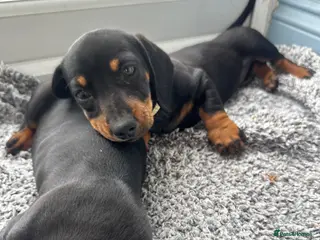 Miniature Dachshund dogs Gorgeous miniature dachshund puppies - Advert 1
