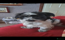 Mixed Breed dogs for sale: Jack russell pups - Image 5