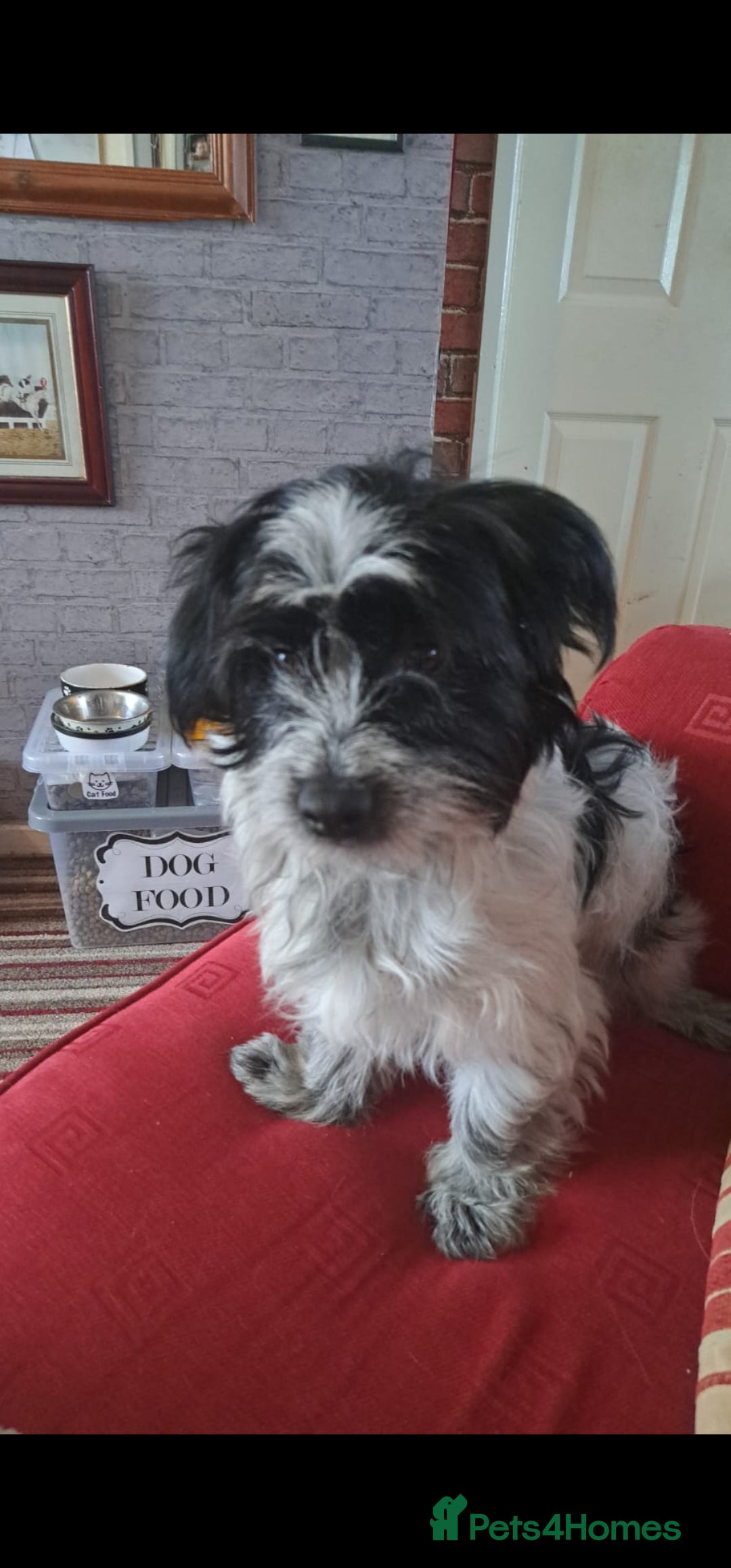Mixed Breed dogs for sale: Jack russell pups - Image 5