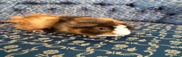 Guinea Pig rodents for sale: Baby boar Guinea Pigs in Trowbridge - Advert 9
