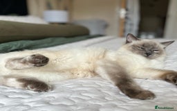 Ragdoll cats for sale: Two adorable ragdolls ready for new home  - Image 21