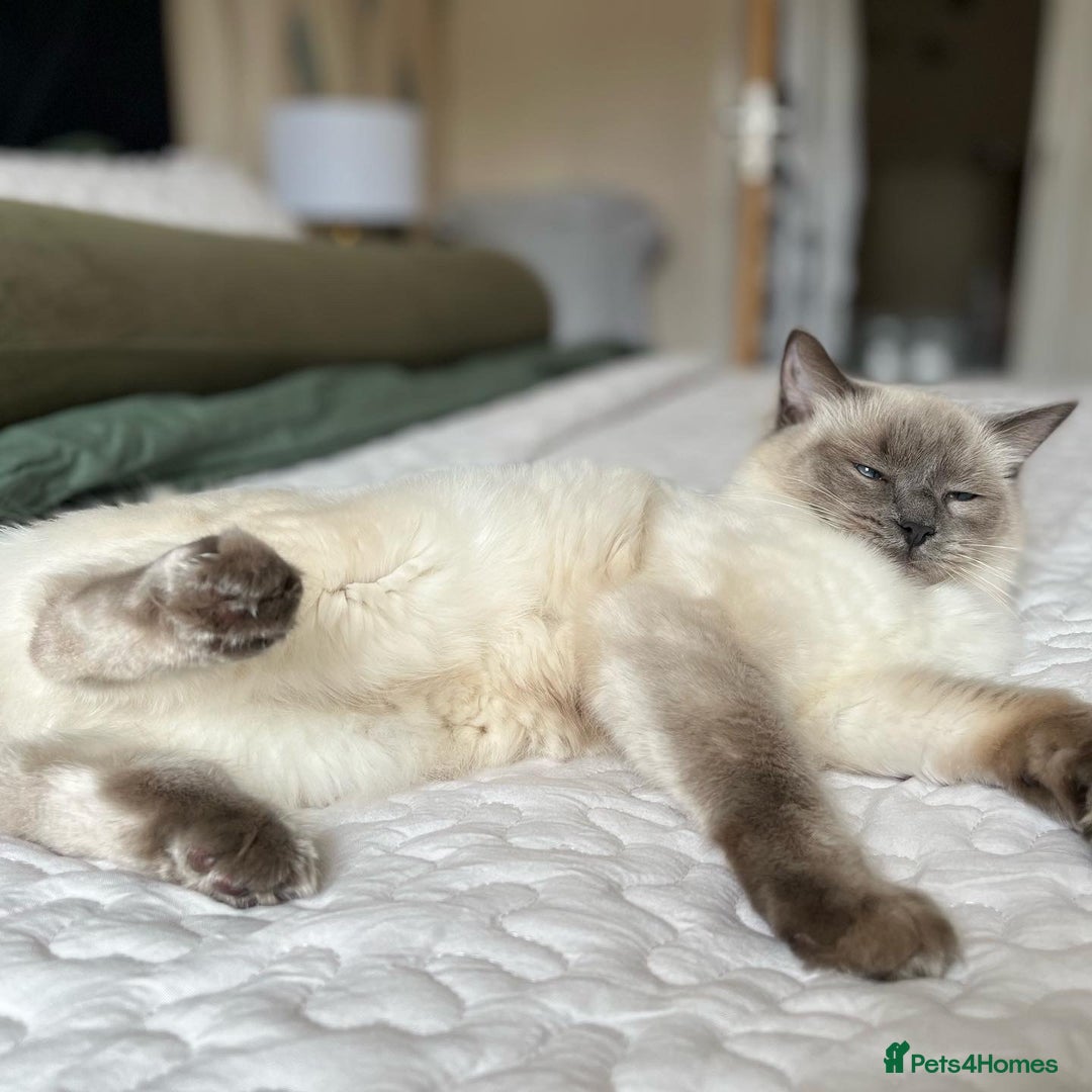 Ragdoll cats for sale: Two adorable ragdolls ready for new home  - Image 21