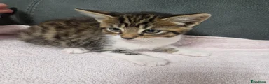 Siberian 1