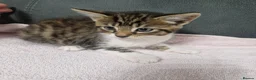 Siberian cats for sale: Fluffy kittens - Advert 14