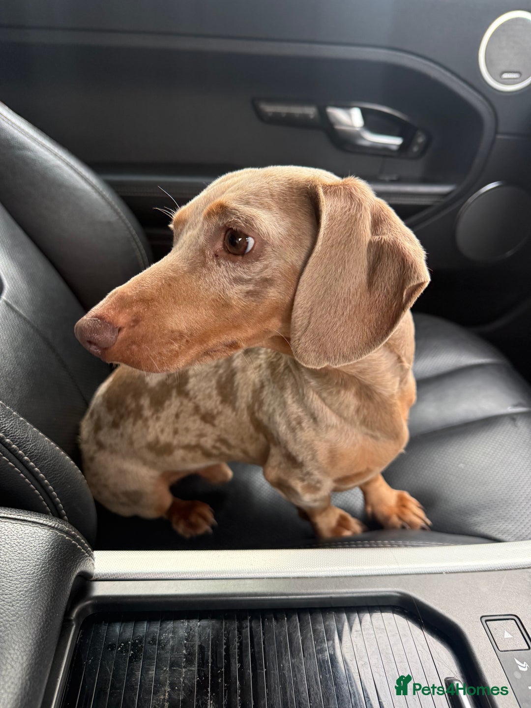 Miniature Dachshund dogs for stud: BENTLEY miniature Isabella & tan dapple dachshund  - Advert 2