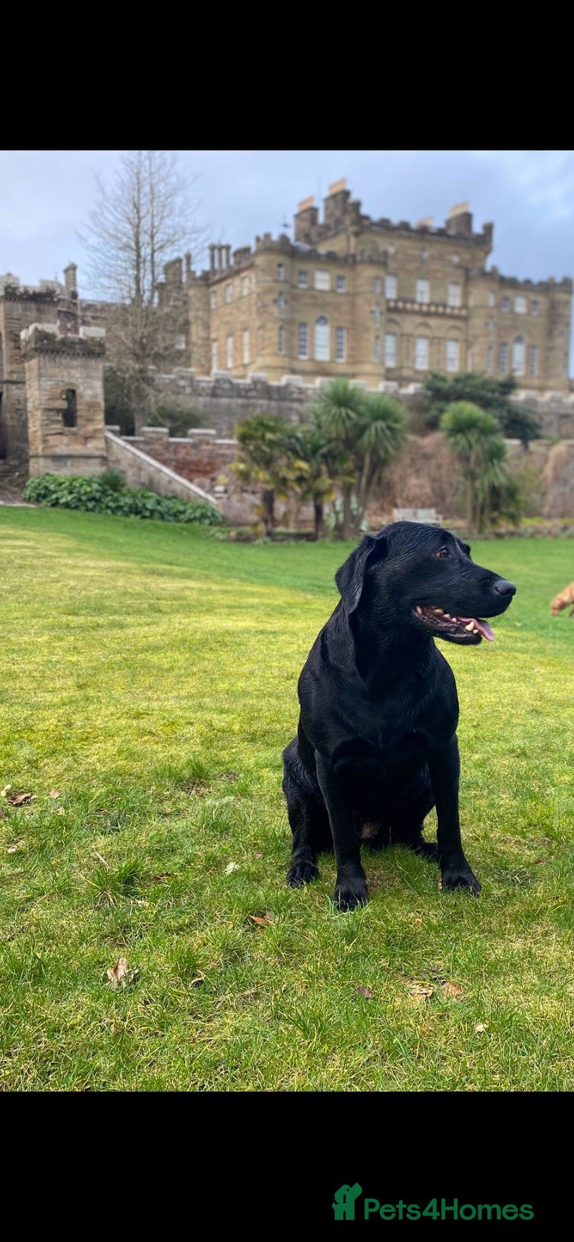 Labrador Retriever dogs Full Pedigree KC Labrador Retreiver Pups  - Advert 1