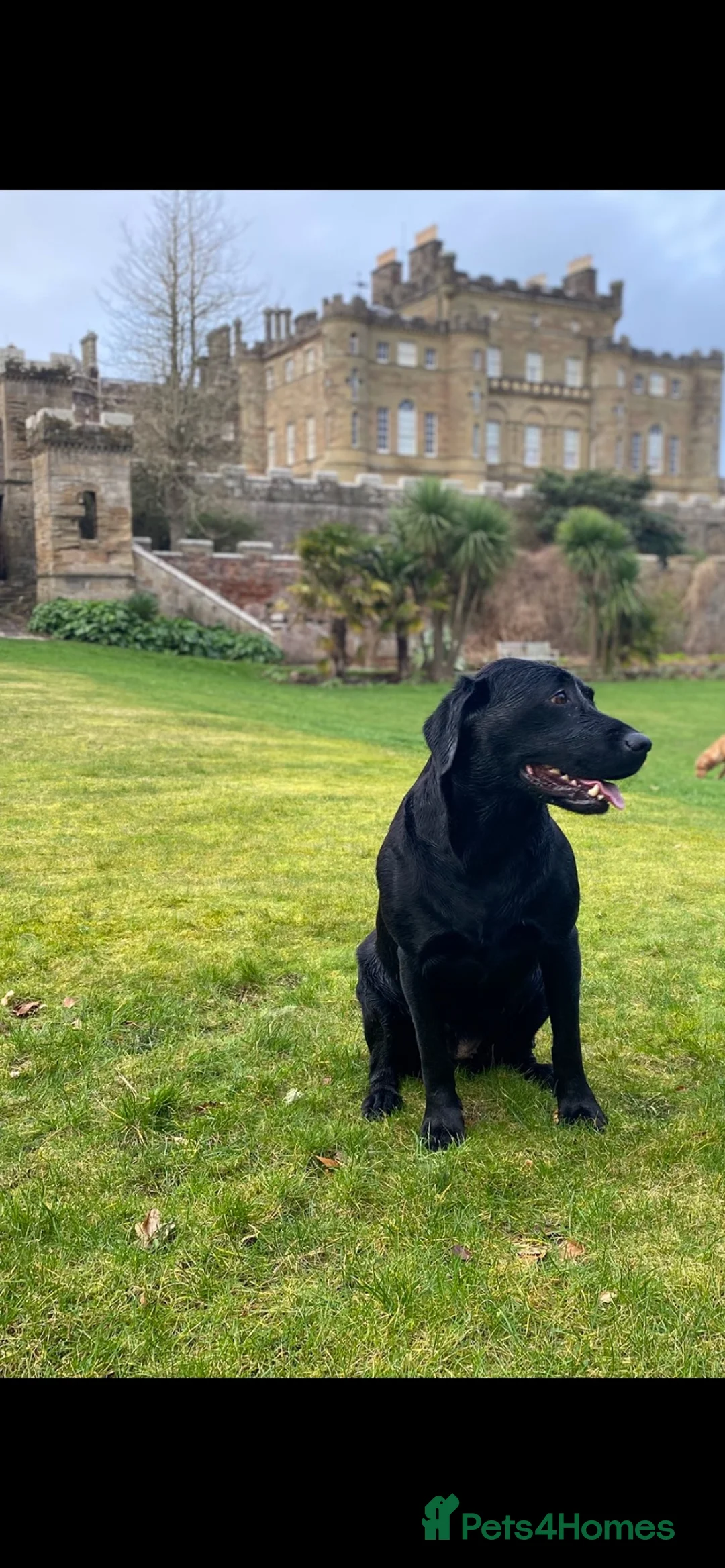 Labrador Retriever dogs for sale: Full Pedigree KC Labrador Retreiver Pups  - Advert 1
