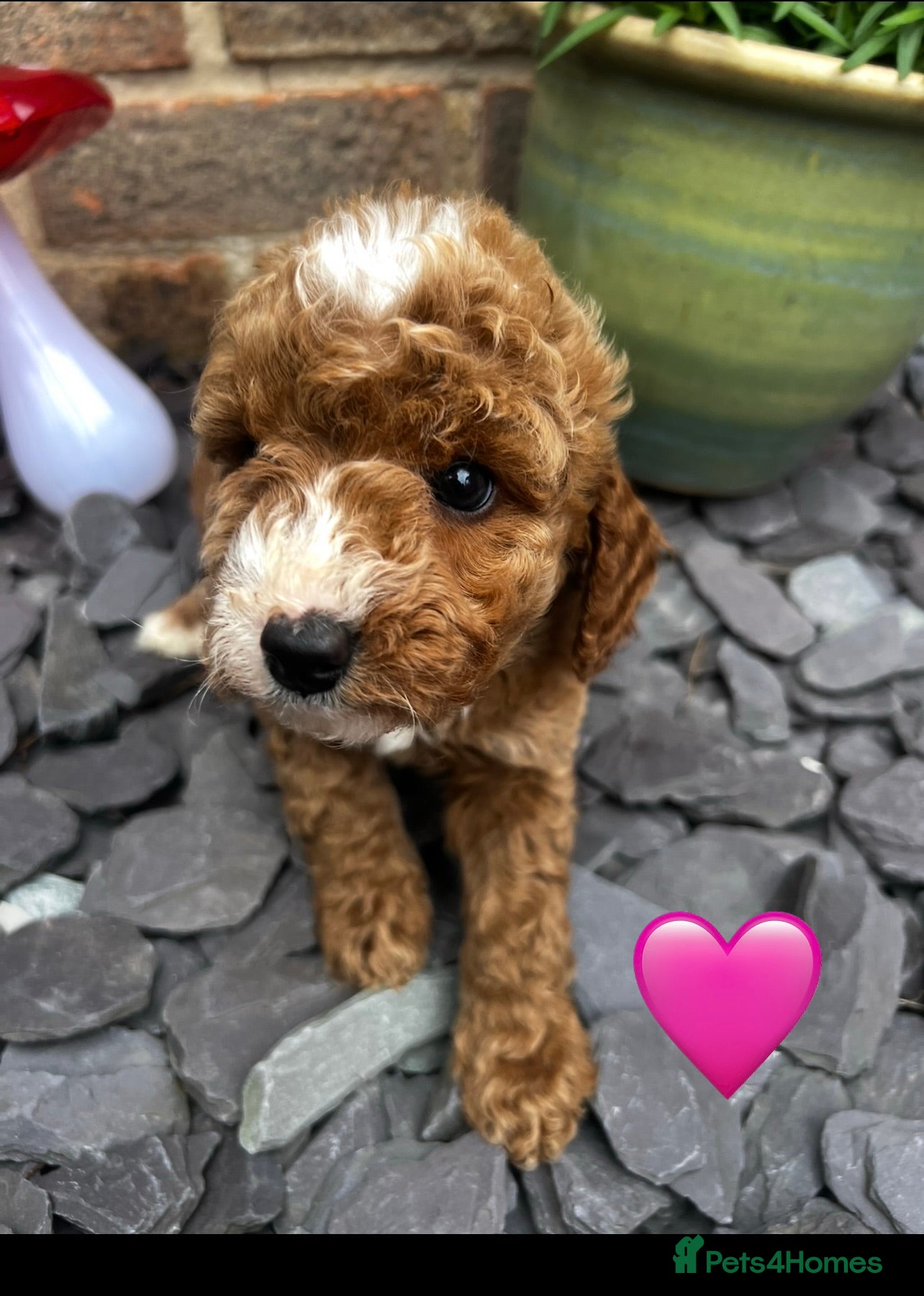 Cockapoo dogs F1b cockerpoos for sale - Advert 2