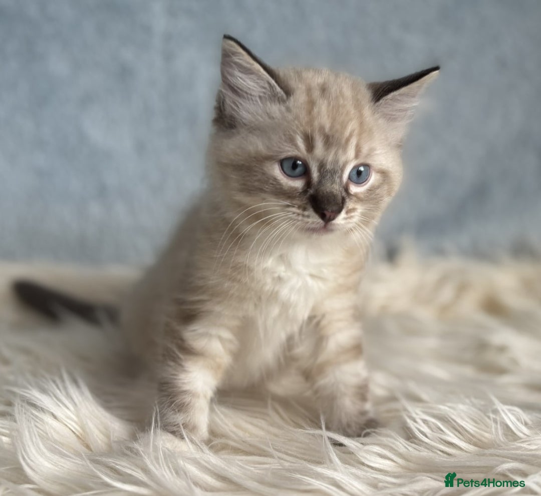 Ragdoll cats for sale: Three beautiful Ragdoll Ready to Leave 20/12/2025  - Advert 16