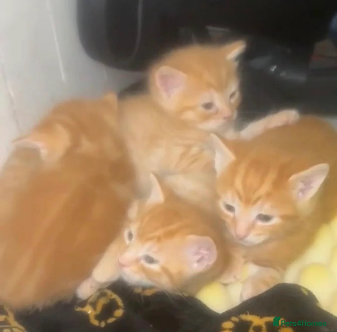 Mixed Breed cats for sale: 2 Ginger Kittens – Both Boys – Litter Trained 🐾 - Advert 9