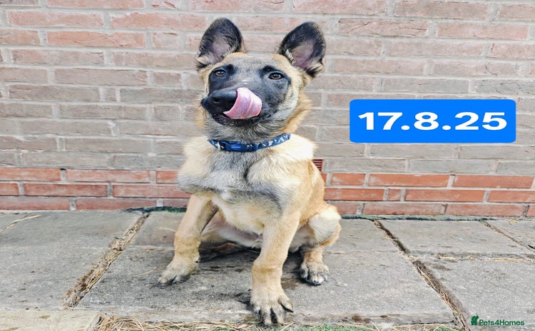 Belgian Shepherd Dog dogs in Newport - Advert 11