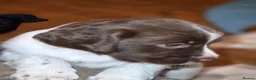 English Springer Spaniel dogs for sale: English Springer Spaniel Puppies  in Bury - Advert 10