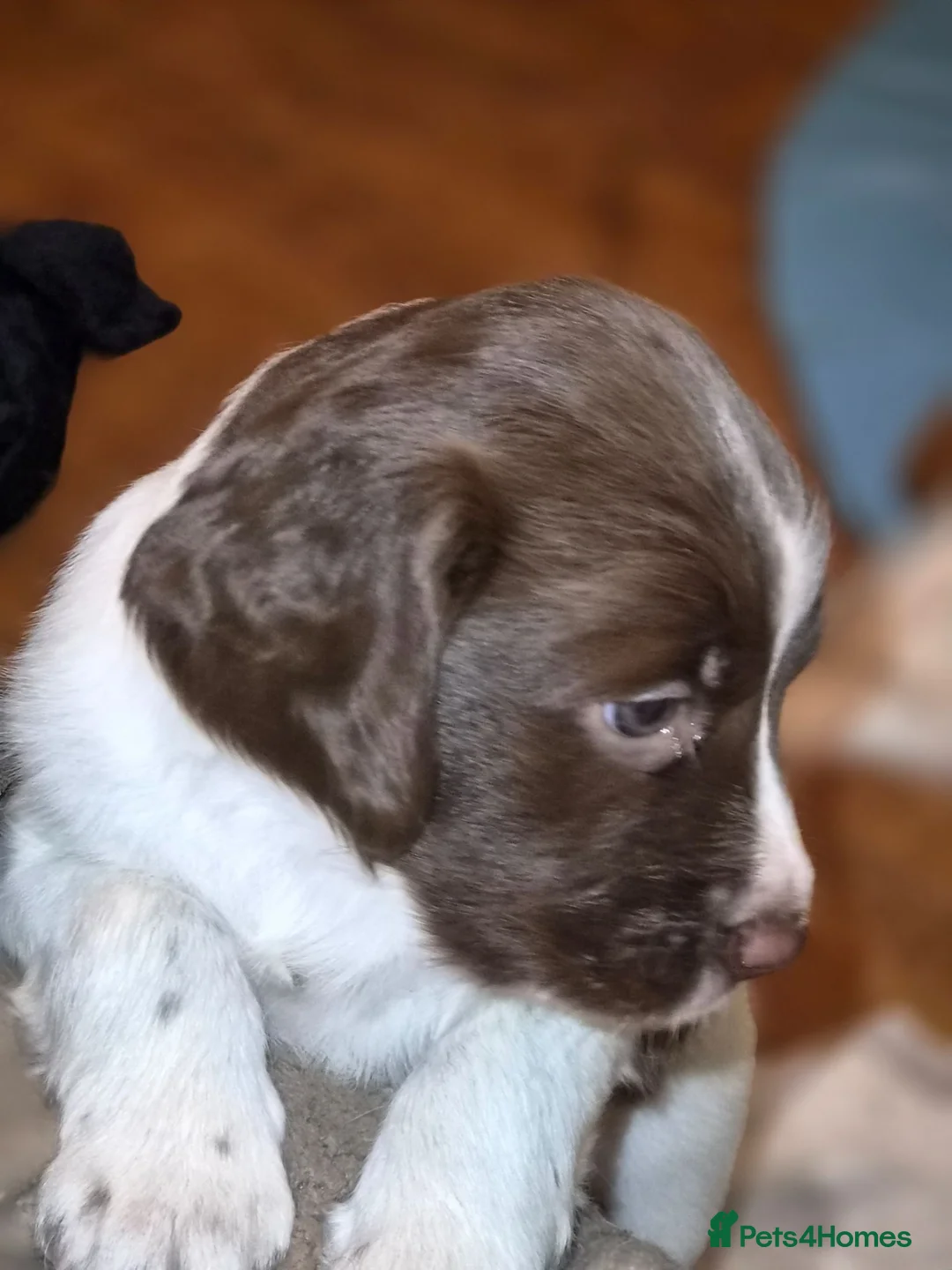 English Springer Spaniel dogs for sale: English Springer Spaniel Puppies  in Bury - Advert 10