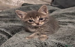 Mixed Breed cats for sale: 7 Gorgeous mixed kittens - Image 23