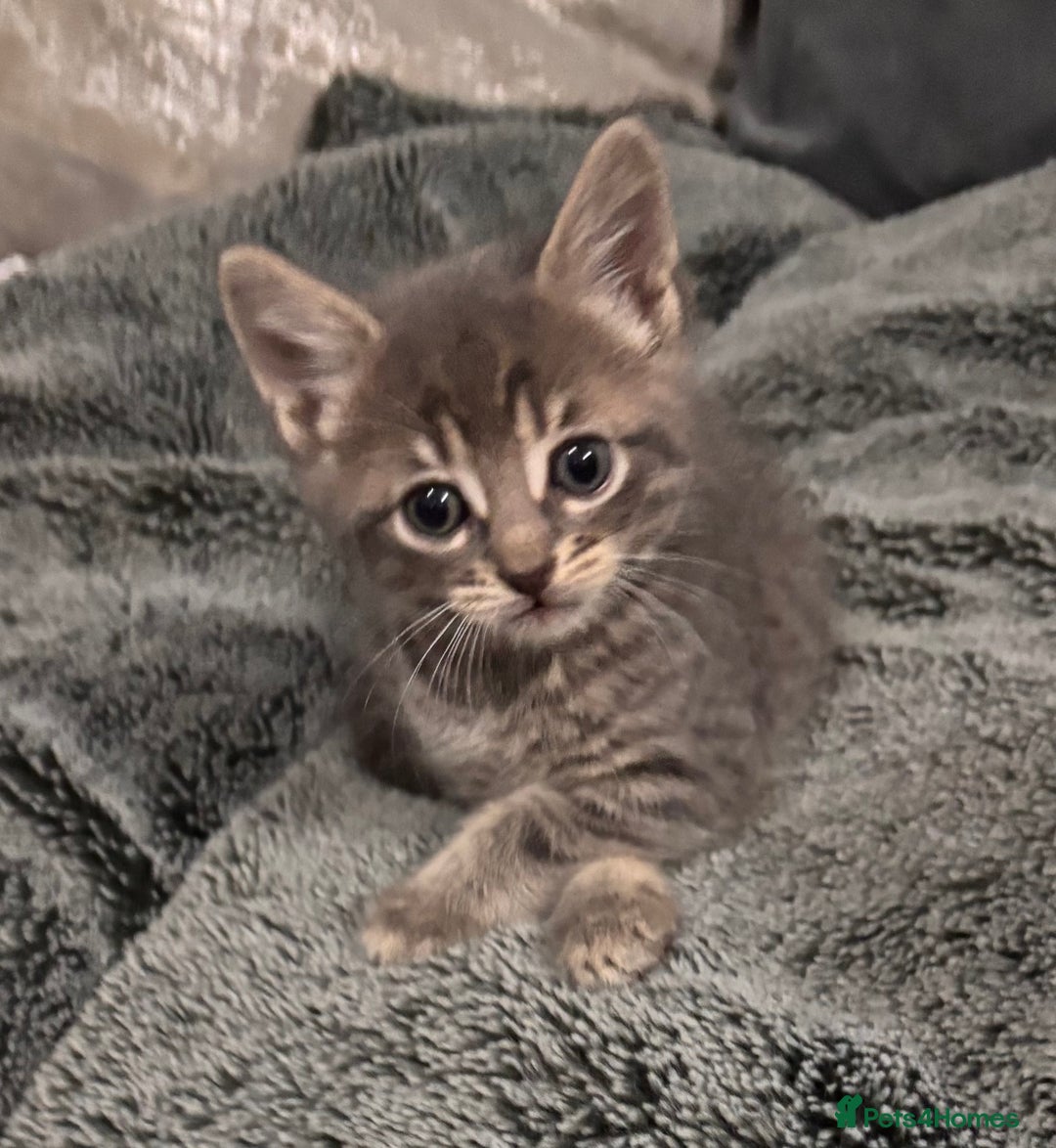 Mixed Breed cats for sale: 7 Gorgeous mixed kittens - Image 23