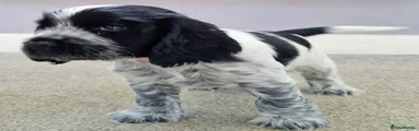 Cocker Spaniel 3