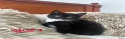 Mixed Breed cats for sale: Maincoon/tabby kittens 🐈‍⬛❤️ - Advert 1