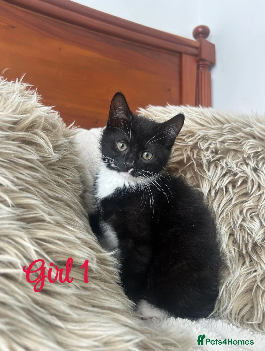Mixed Breed cats for sale: Maincoon/tabby kittens 🐈‍⬛❤️ - Advert 1