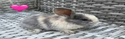 Mini Lop rabbits for sale: Pure bred mini lops - Advert 24